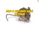 Công ty diệt chuột Giá Rẻ tại TPHCM