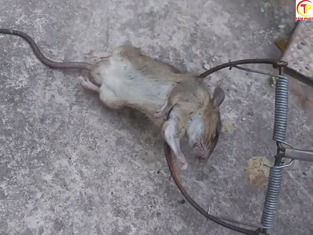 Món ăn khoái khẩu nhất của lũ chuột