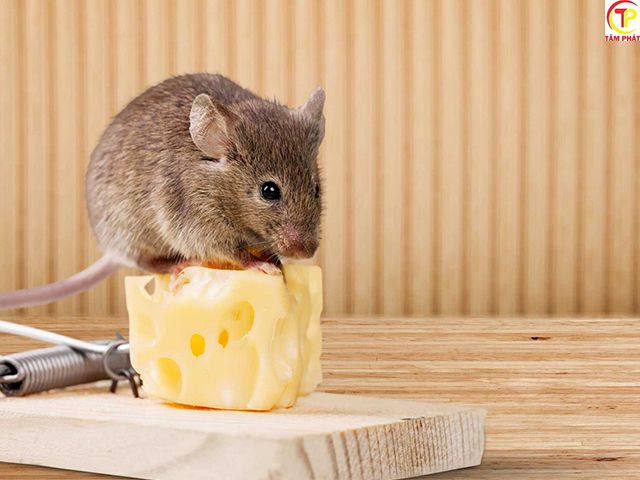 Chuột thích ăn những loại thức ăn ngọt