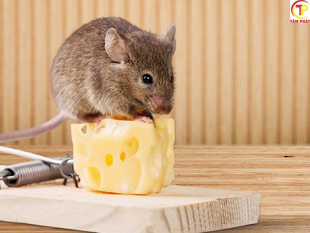 Mùi hương Amoniac là khắc tinh của loài chuột
