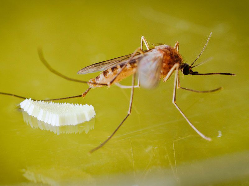 Bật mí một số biện pháp tiêu diệt muỗi và cách phòng tránh hiệu quả