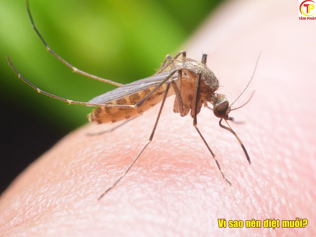 Vì sao nên diệt muỗi