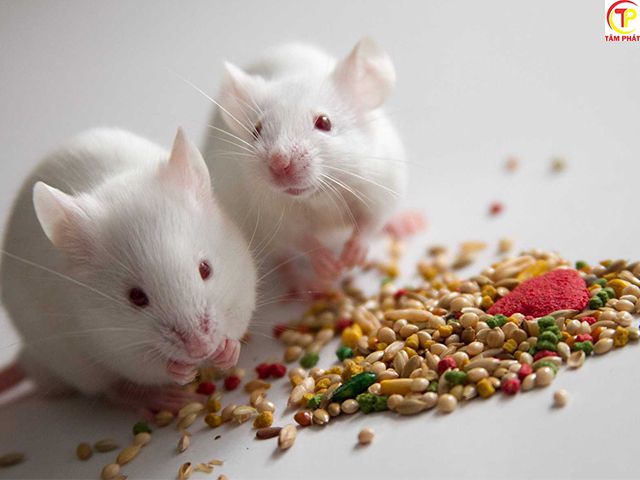 Top những món ăn yêu thích của lũ chuột