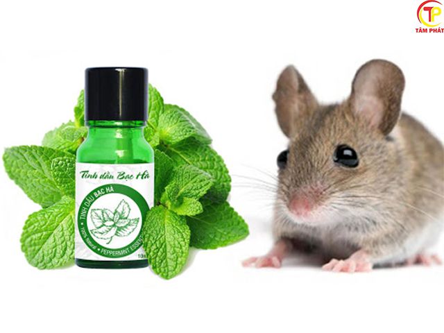 Sử dụng mùi hương bạc hà đuổi chuột