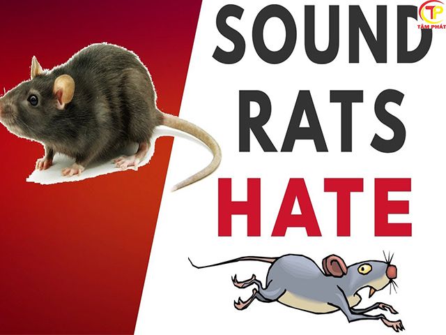 Dùng âm thanh đuổi chuột hiệu quả nhất